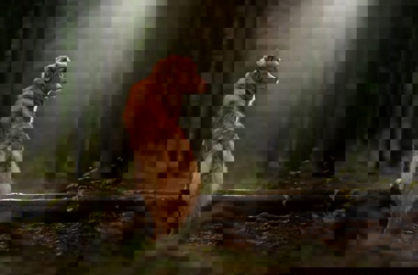 Hotel Torgglerhof***s - Nova Scotia Duck Tolling Retriever 5953883 1920