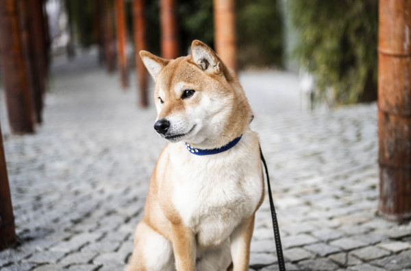 Hotel Bamboo ***S - (C) Hannes Niederkofler WEB 3189